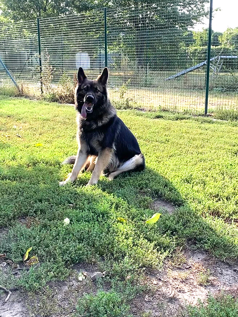 Hund Bobby