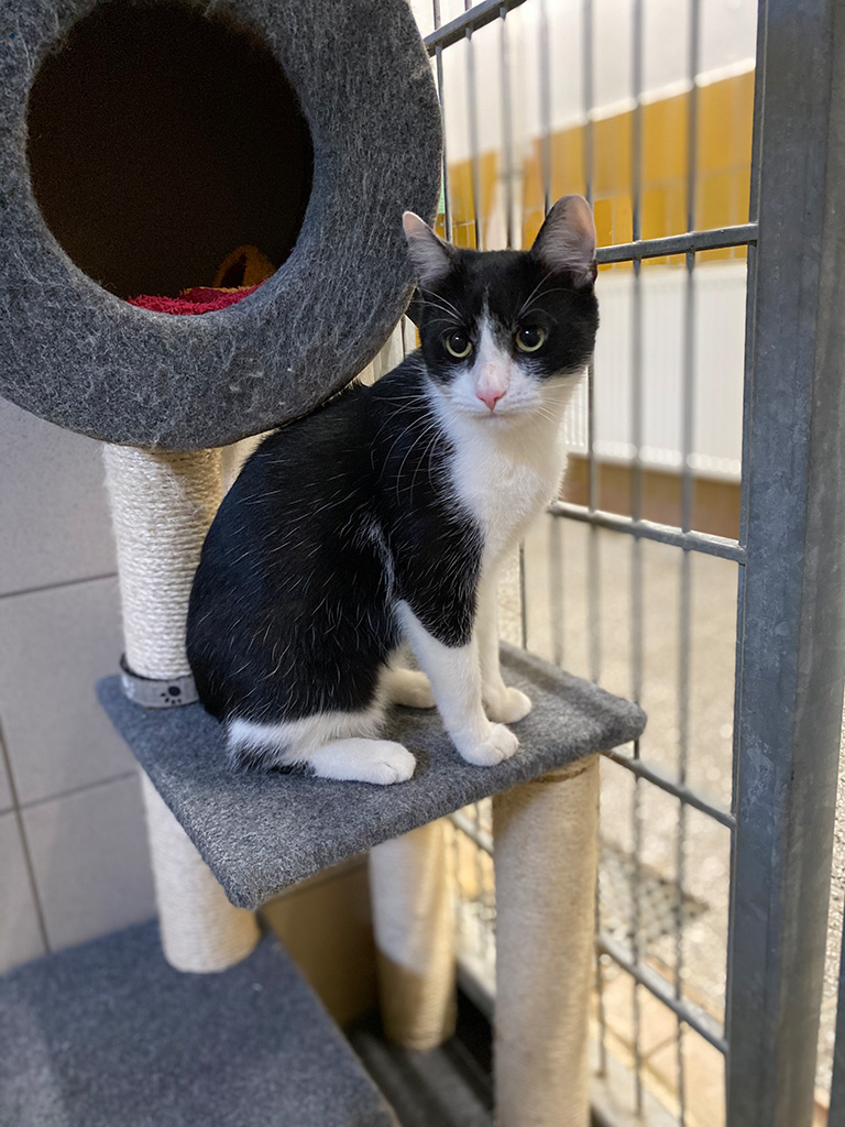 Katze Mia