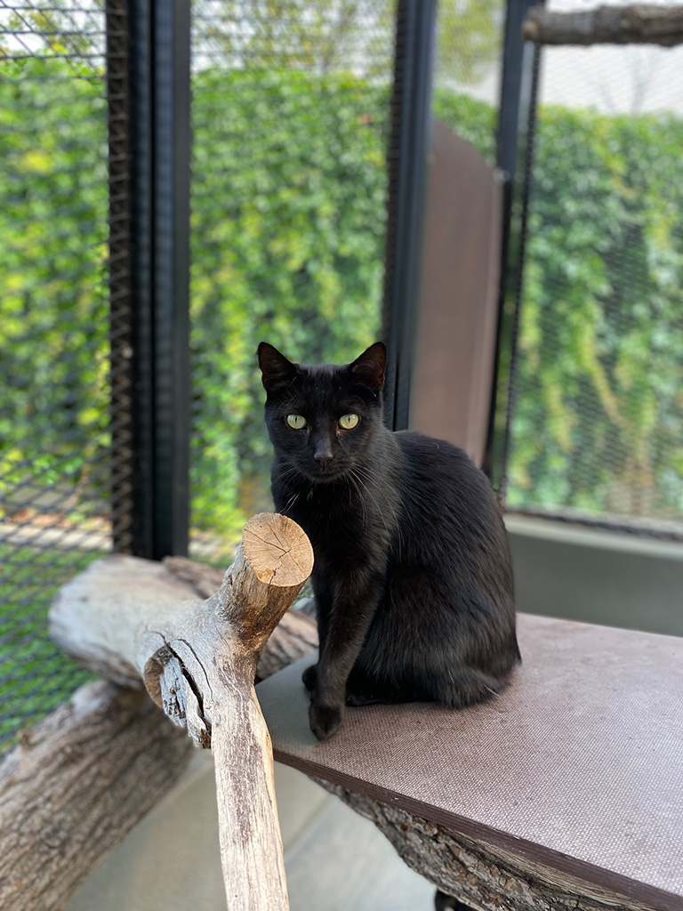 Katze Mia