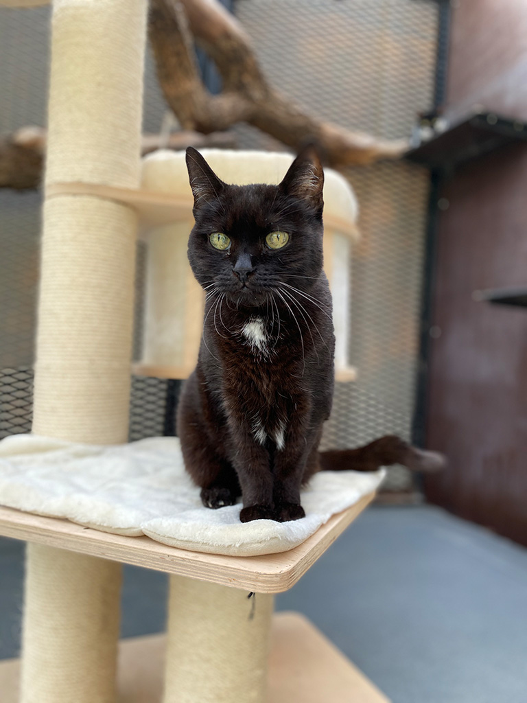 Katze Mia